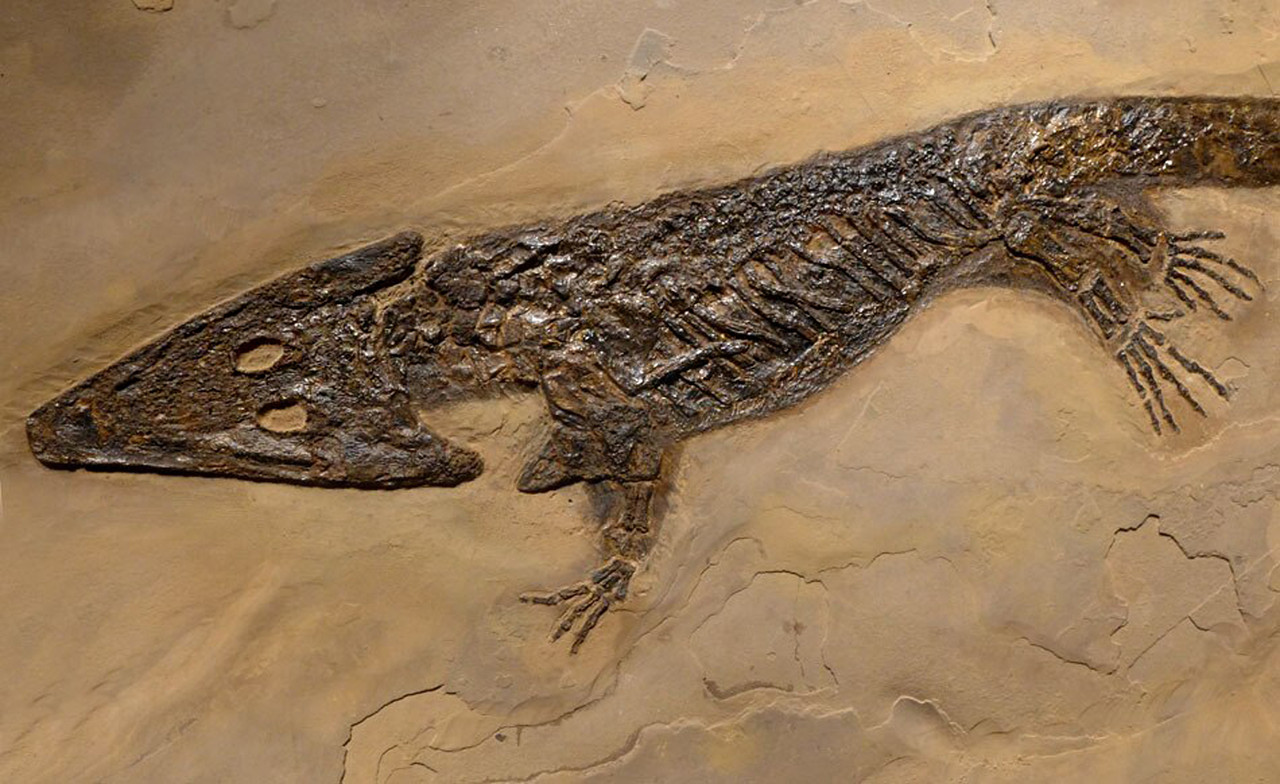 ARCHEGOSAURUS FOSSIL AMPHIBIAN ARCHEGOSAUR FOR SALE