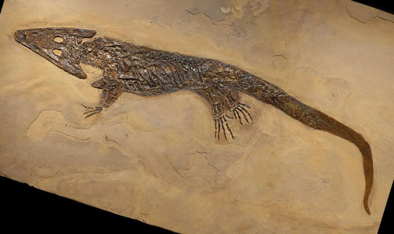 ●【擦れあり】Argivian Archaeologist　１枚 WitmerLab Dinosaur Skull Collection: archaeopteryx