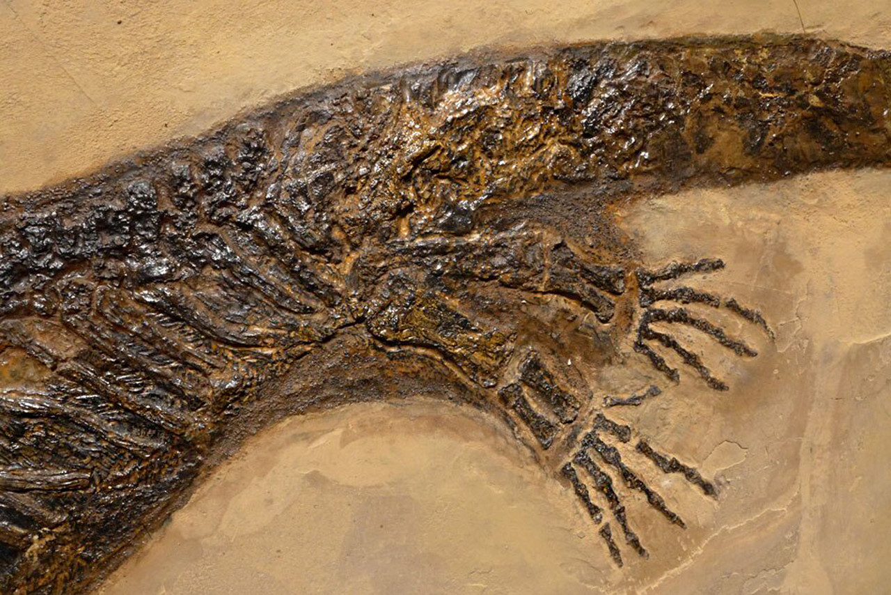 ARCHEGOSAURUS FOSSIL AMPHIBIAN ARCHEGOSAUR FOR SALE