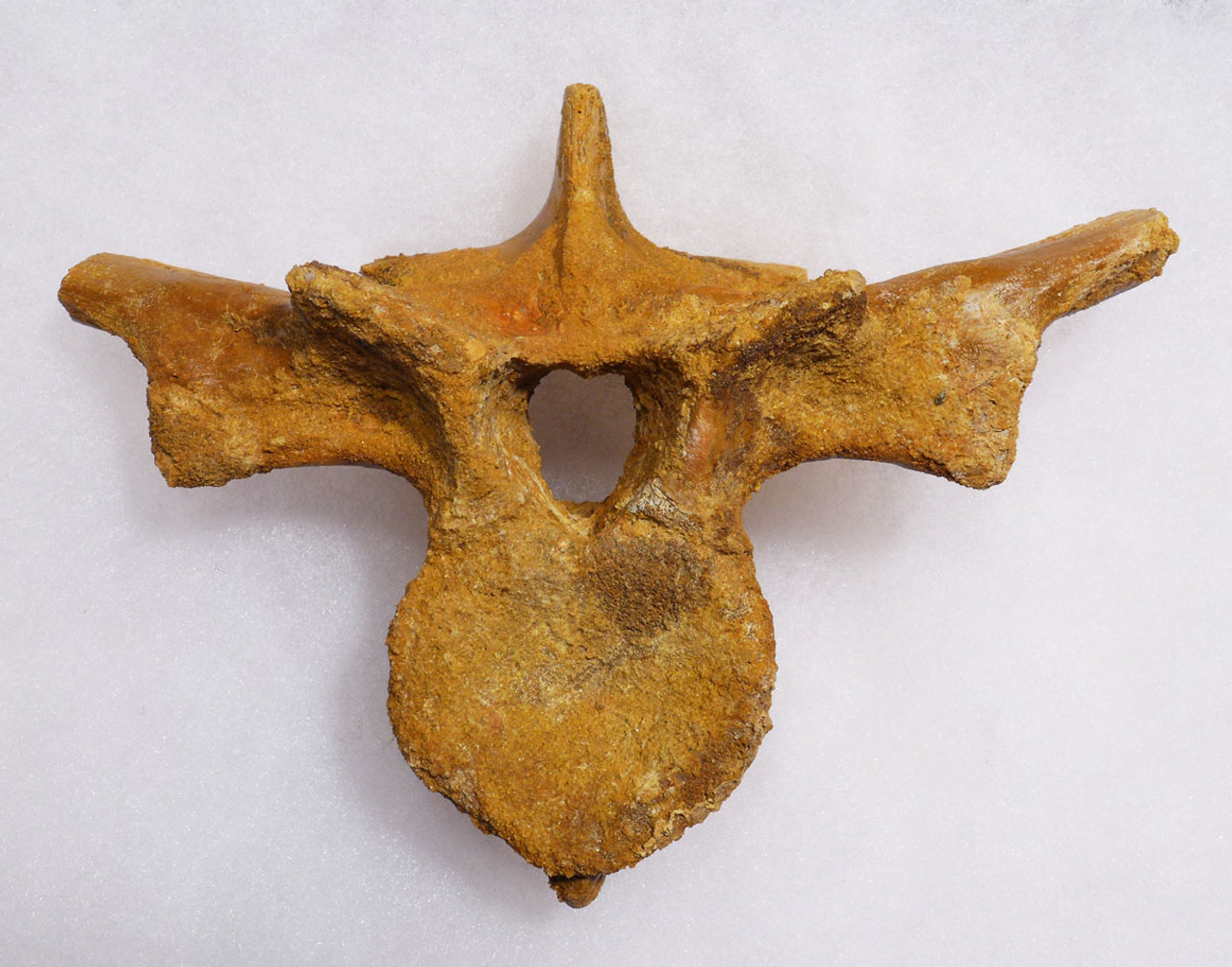 RARE SPINOSAURUS LOWER THORACIC FOSSIL VERTEBRA OF A JUVENILE DINOSAUR *DBX032