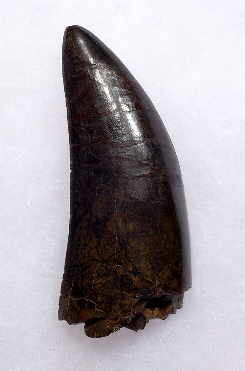 ULTRA RARE 3.65 INCH LARGE INVESTMENT GRADE TYRANNOSAURUS REX TOOTH FROM A MAXIMUM SIZE T REX *DTX1802