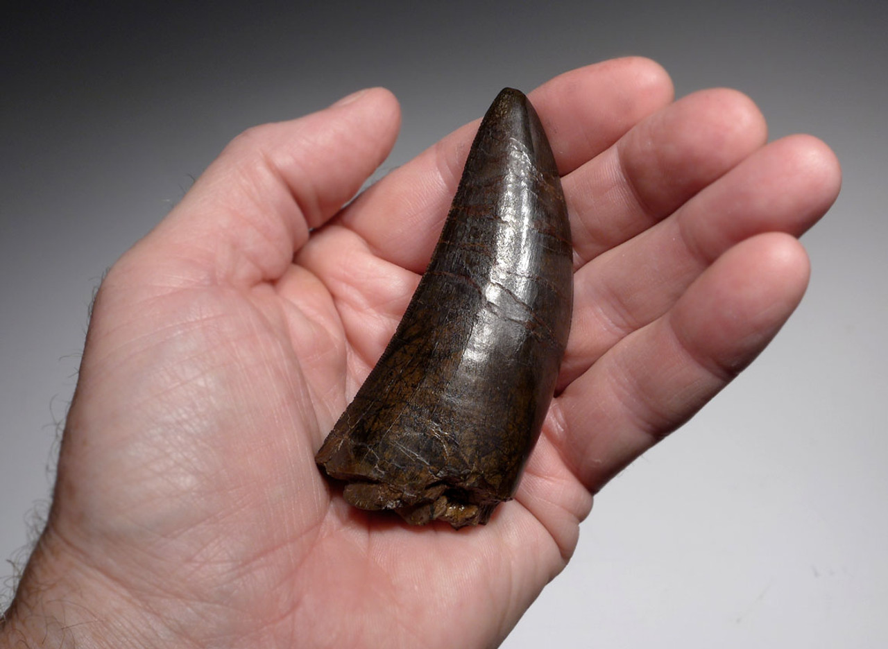 ULTRA RARE 3.65 INCH LARGE INVESTMENT GRADE TYRANNOSAURUS REX TOOTH FROM A MAXIMUM SIZE T REX *DTX1802