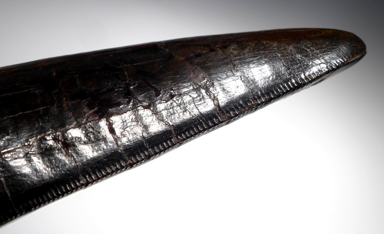 LARGE TYRANNOSAURUS T REX TOOTH FOR SALE