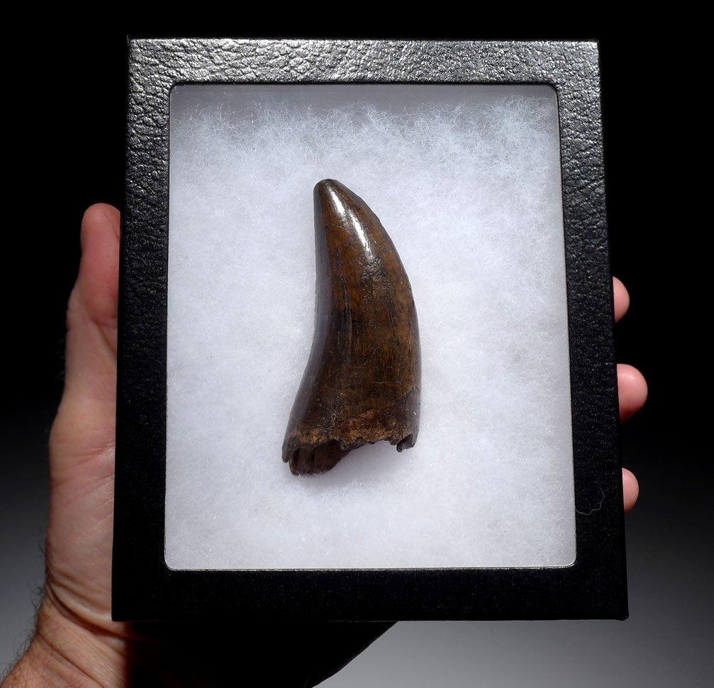 LARGE T REX TOOTH TYRANNOSAURUS TEETH FOR SALE
