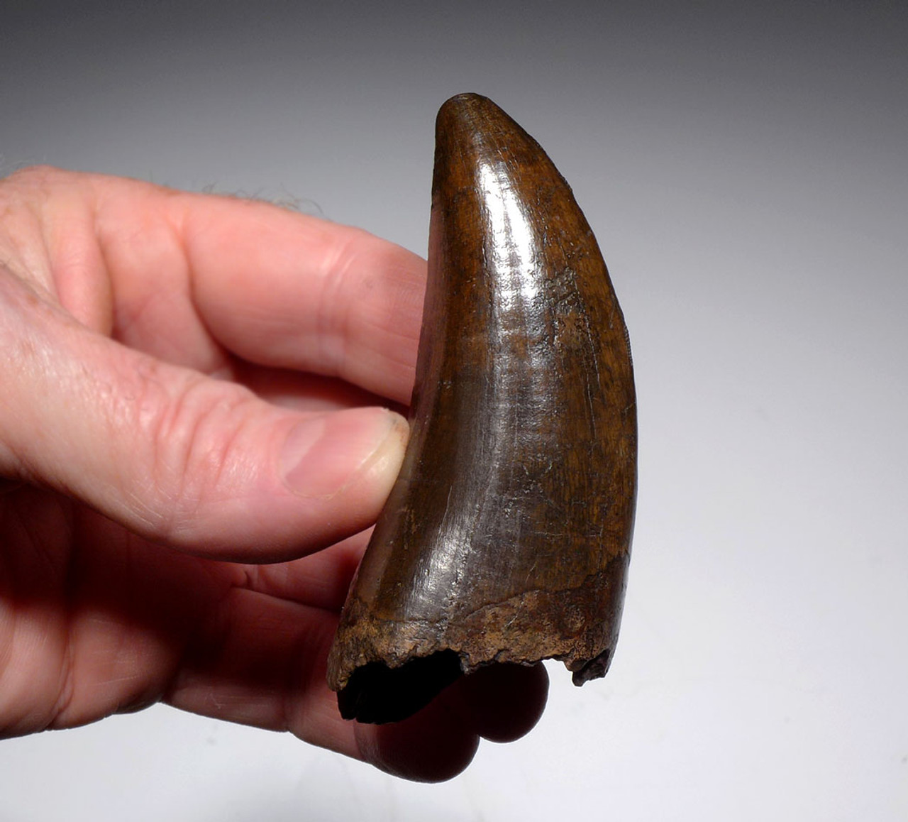 INVESTMENT GRADE LARGE BONE-CRUSHING T REX TOOTH FROM A HUGE TYRANNOSAURUS REX *DTX1801