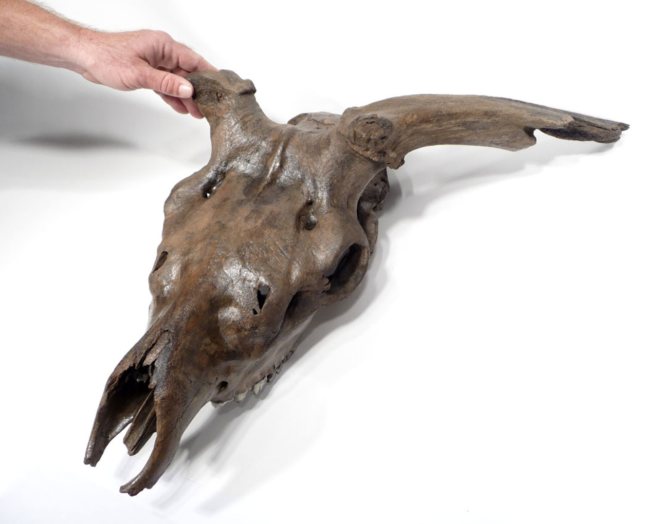 EXTREMELY RARE INTACT MEGALOCEROS GIANT DEER IRISH ELK FOSSIL SKULL WITH COMPLETE ORIGINAL DENTITION *F9 