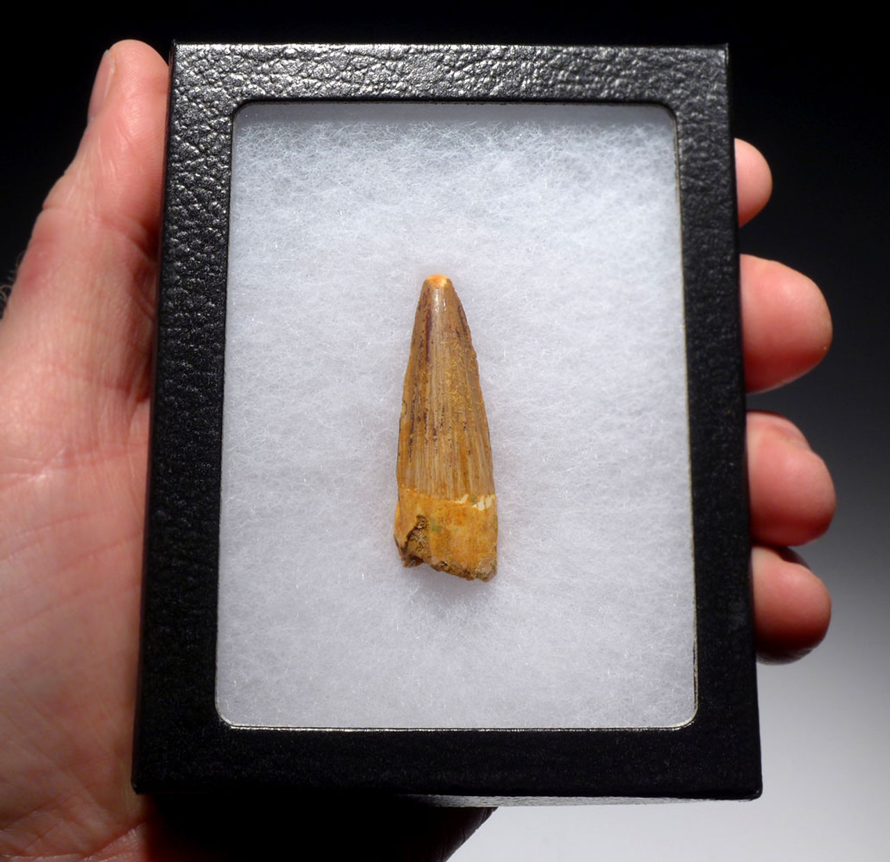 UNBROKEN 1.75 INCH SPINOSAURUS FOSSIL DINOSAUR TOOTH *DT5-374