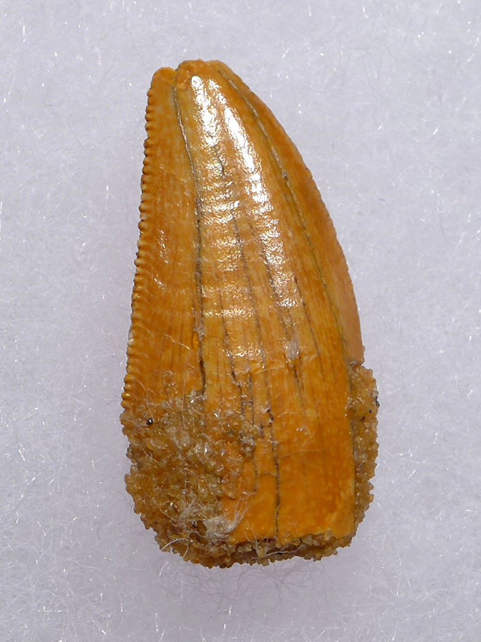 UNUSUALLY LARGE FOSSIL DROMAEOSAUR " RAPTOR " DINOSAUR TOOTH WITH GOLDEN ENAMEL *DT6-307