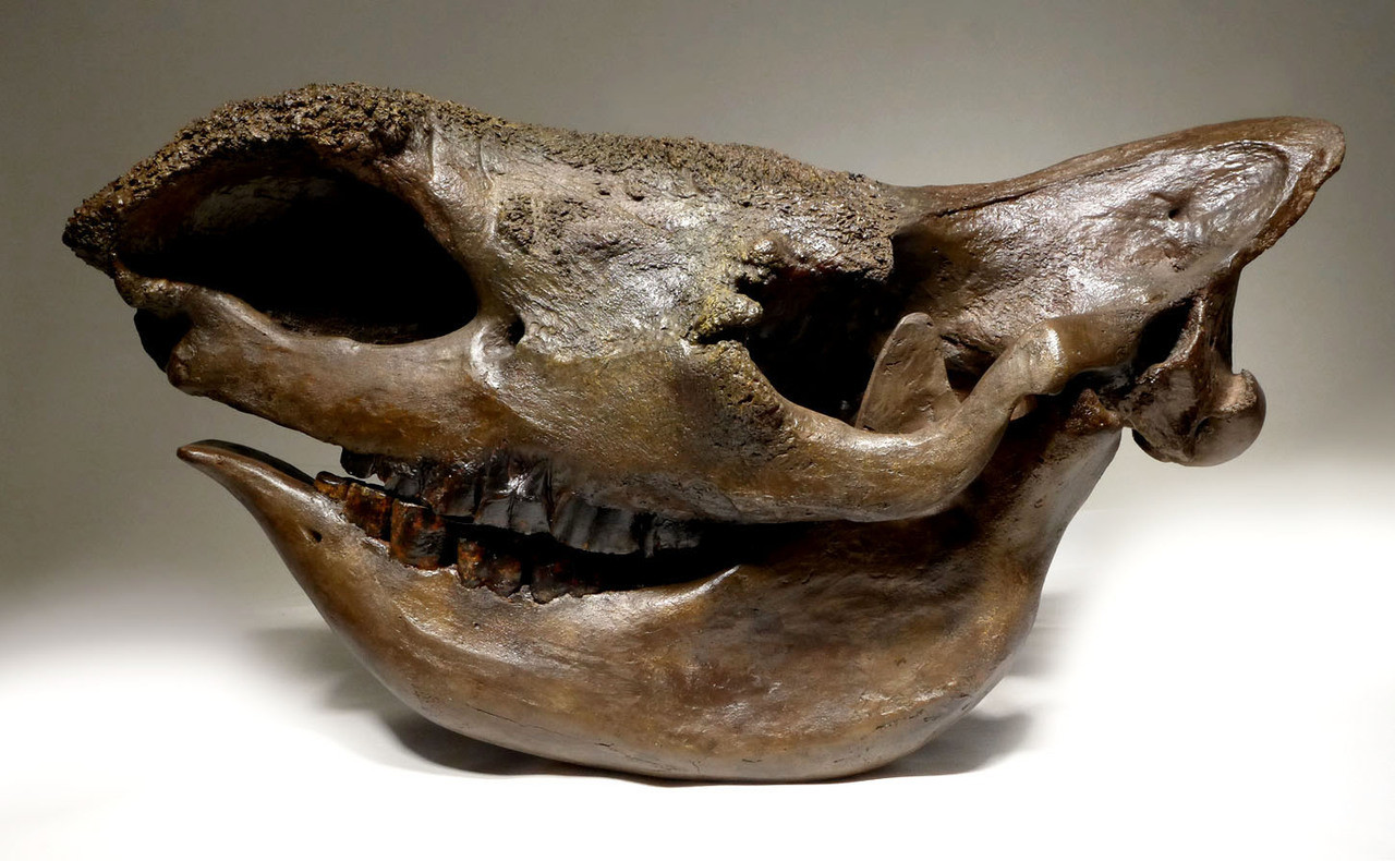 western black rhinoceros skull