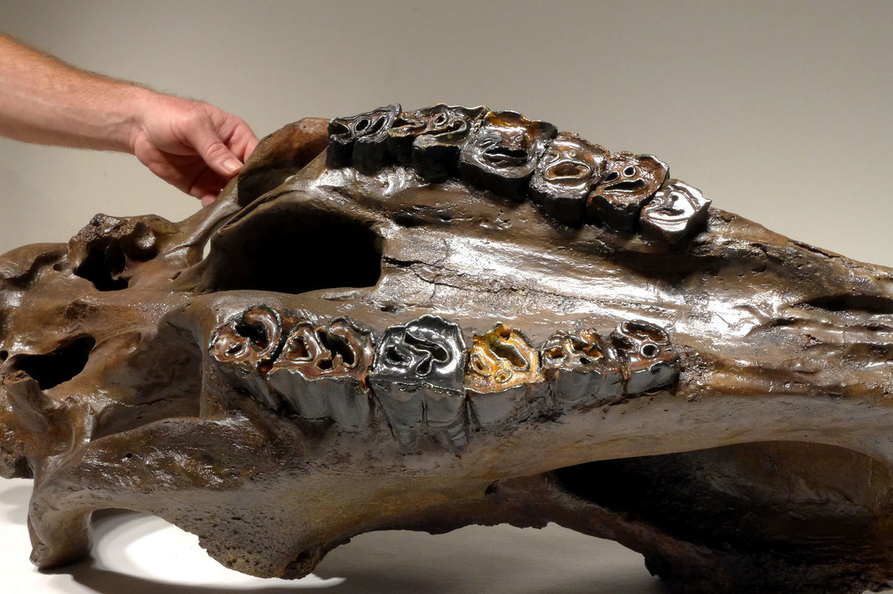 WOOLLY RHINOCEROS RHINO FOSSIL SKULL