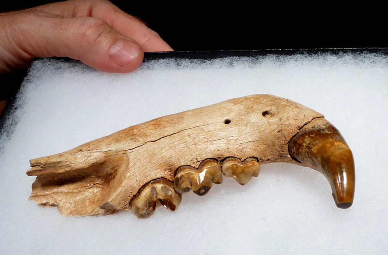 ULTRA RARE FOSSIL ICE AGE JAGUAR MANDIBLE WITH COMPLETE ORIGINAL ARRAY OF TEETH AND FANG *LMX035