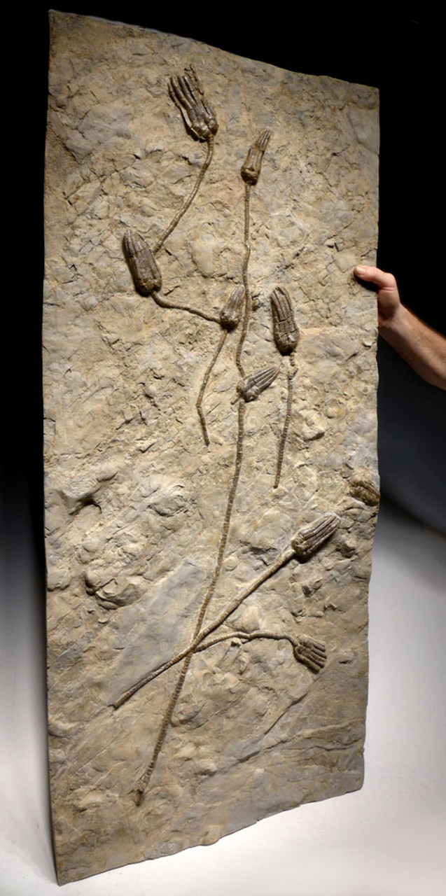 EXTRA LARGE MUSEUM-CLASS TRIASSIC SEA LILY FOSSIL FROM GERMANY WITH NINE CRINOIDS *CRI042