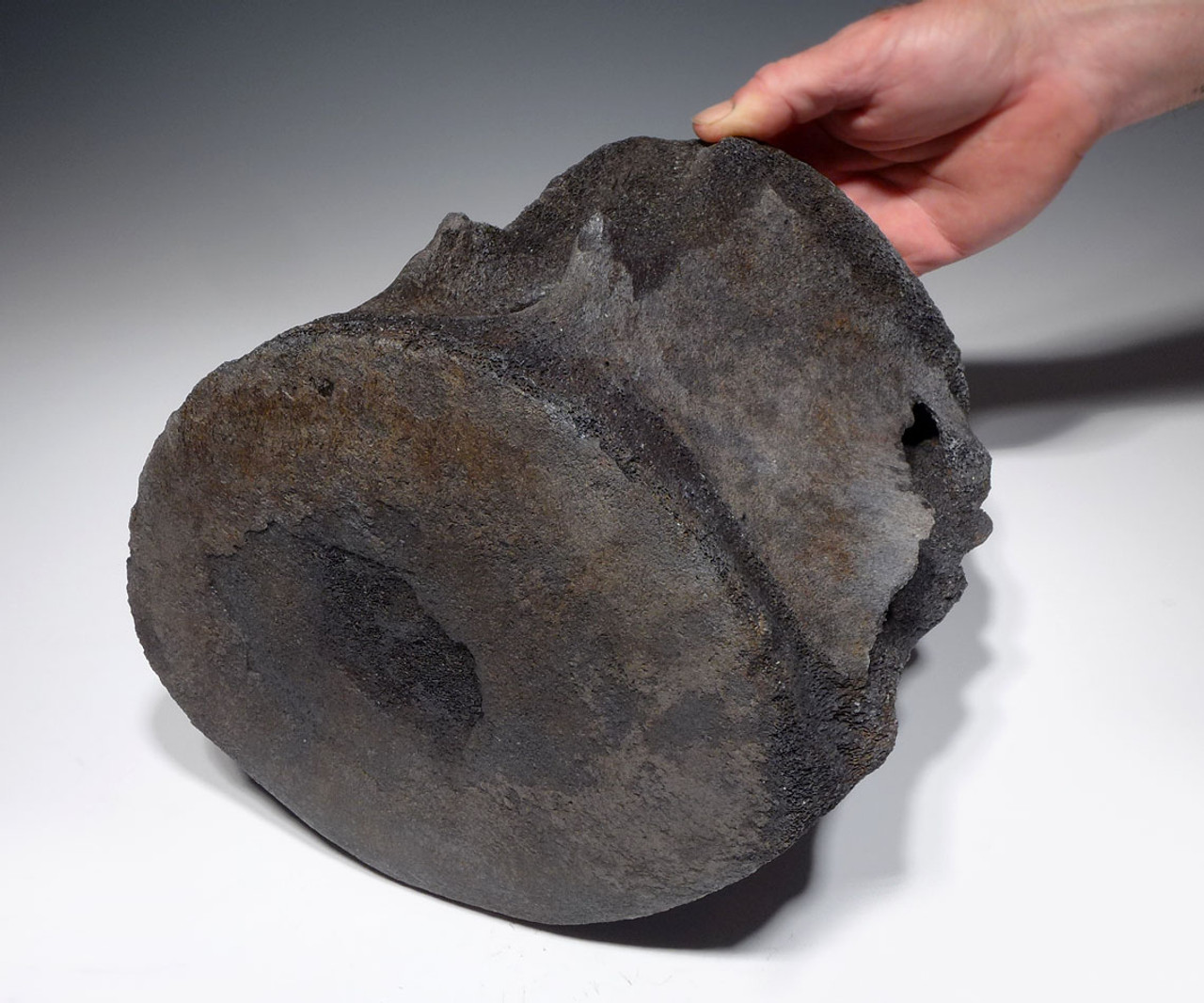 RARE GIANT INTACT FOSSIL SPERM WHALE VERTEBRA  WITH MEGALODON SHARK BITE FROM THE MIOCENE / PLIOCENE *WH035