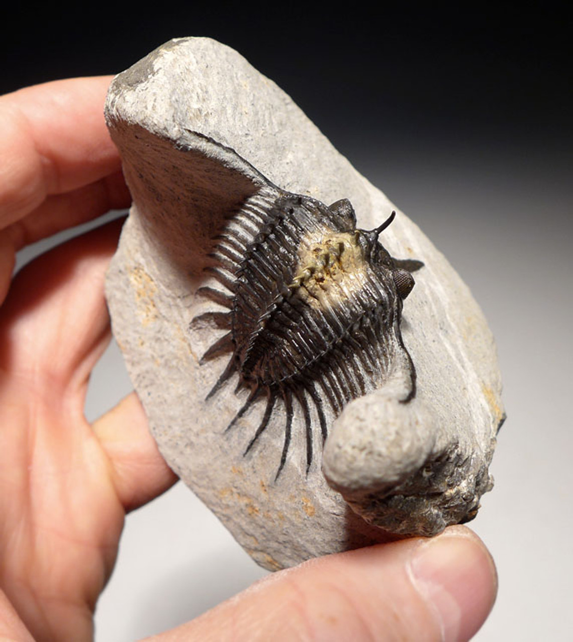 STUNNING BI-COLORED SPINY PSYCHOPYGE TRILOBITE WITH COMPLETE FREE-STANDING SPINES *TRX444