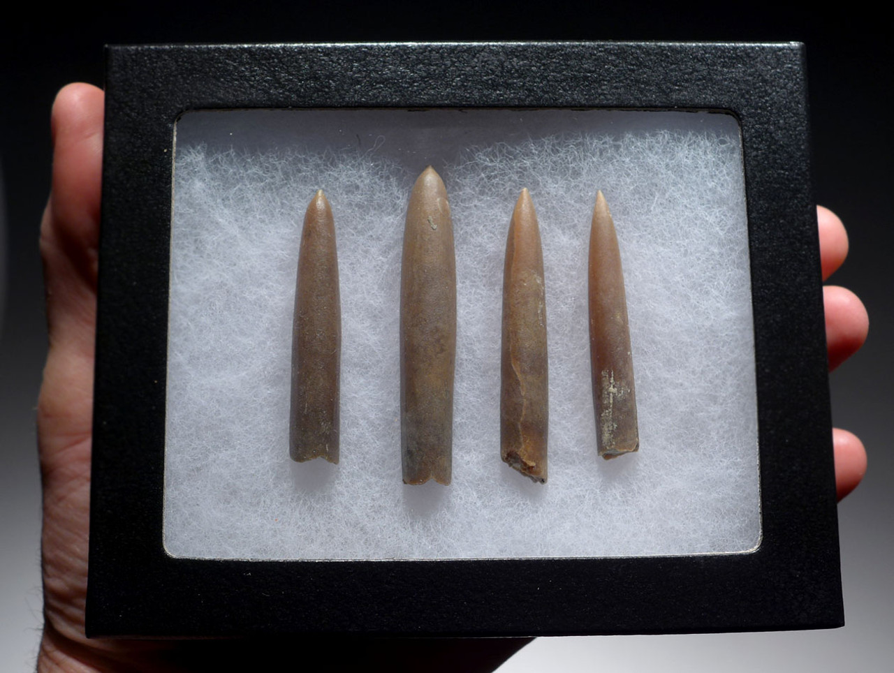 FOUR NATURAL GONIOTEUTHIS SOLID CALCITE BELEMNITES FROM THE CRETACEOUS PERIOD *BEL101