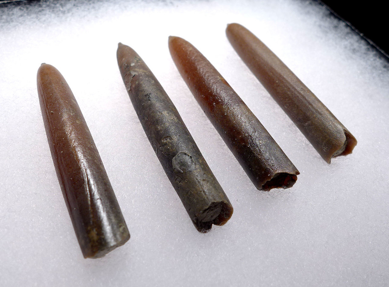 FOUR NATURAL GONIOTEUTHIS SOLID CALCITE BELEMNITES FROM THE CRETACEOUS PERIOD *BEL103