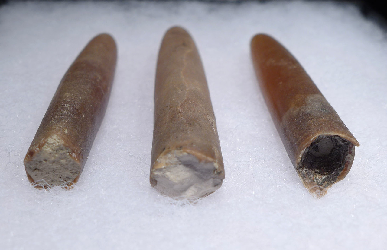 THREE NATURAL GONIOTEUTHIS SOLID CALCITE BELEMNITES FROM THE CRETACEOUS PERIOD *BEL105