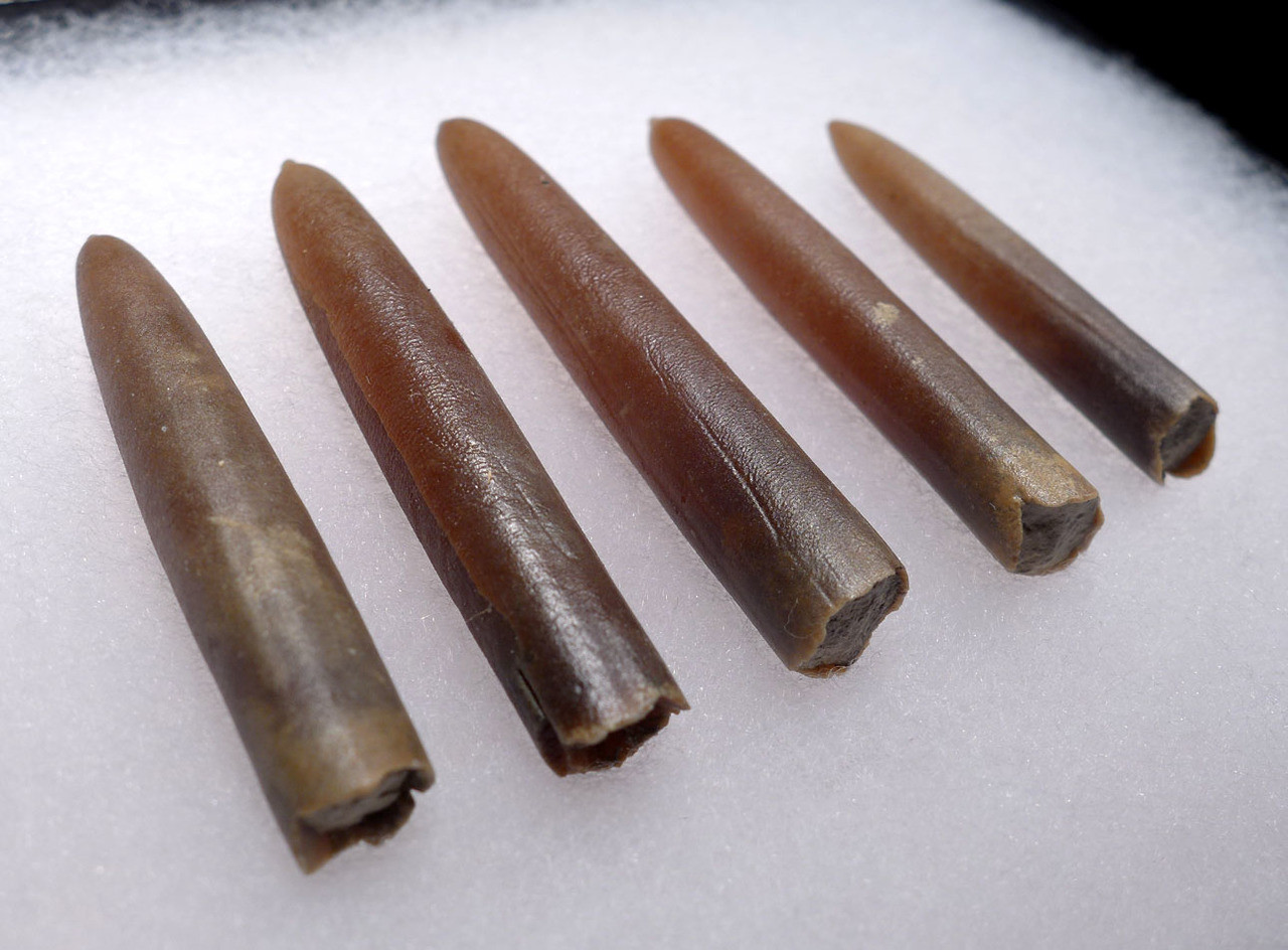 FIVE NATURAL GONIOTEUTHIS SOLID CALCITE BELEMNITES FROM THE CRETACEOUS PERIOD *BEL104