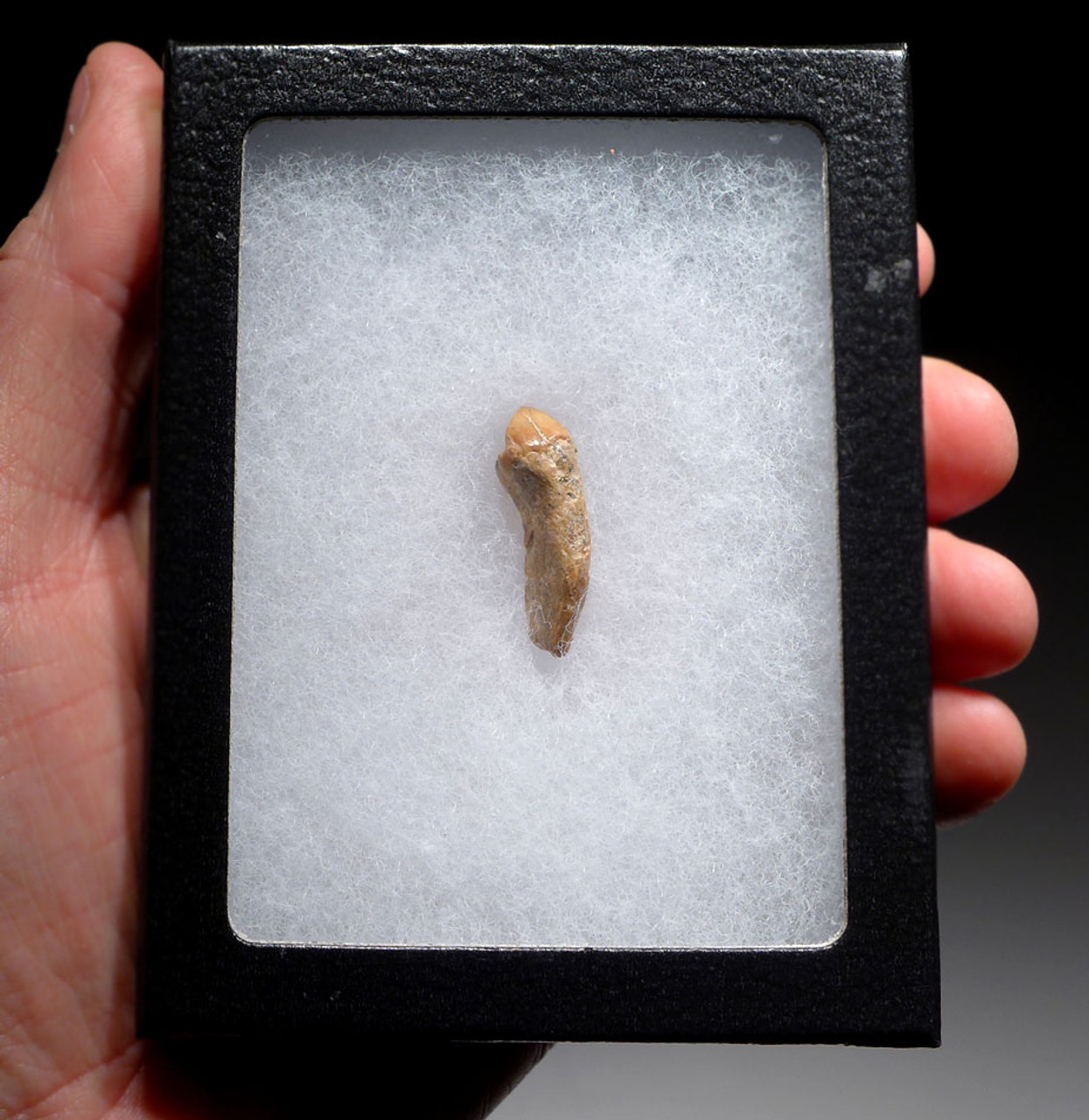 CAVE BEAR FOSSIL TOOTH WITH ROOT FROM THE FAMOUS DRACHENHOHLE DRAGONS CAVE IN AUSTRIA *CB019