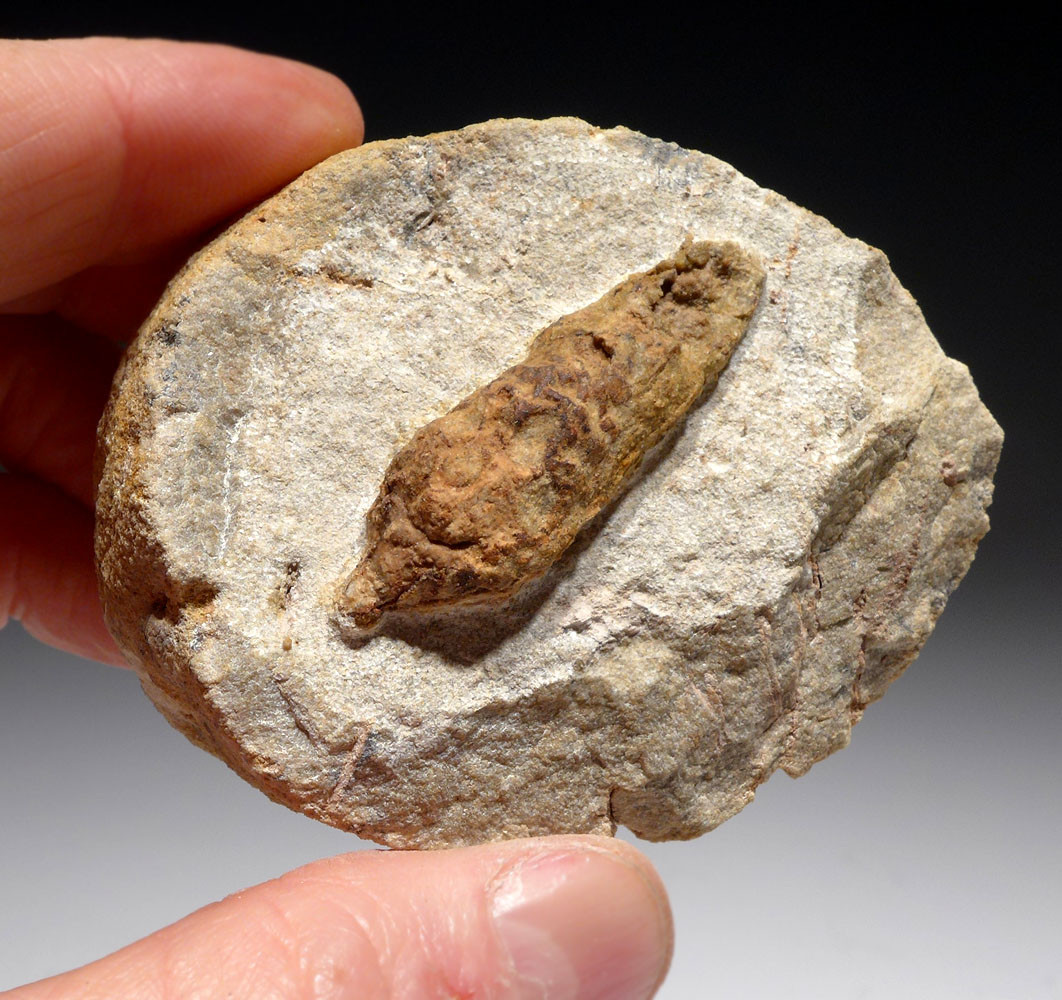 OLIGOCENE FOSSIL PINE CONE STEINHARDT KREUZNACH