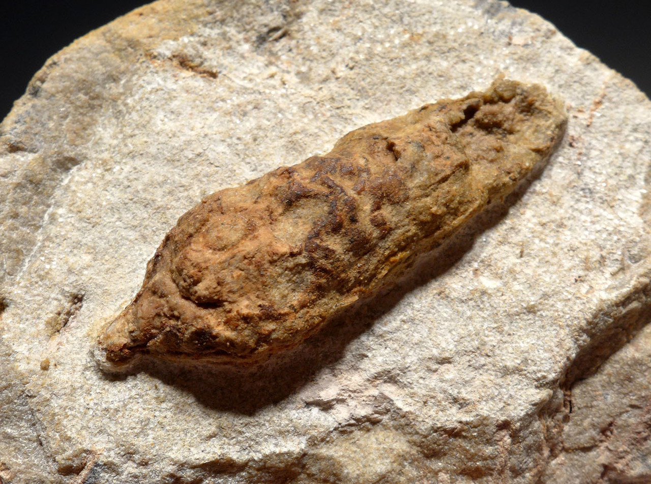 OLIGOCENE FOSSIL PINE CONE IN CONCRETION FROM BAD KREUZNACH GERMANY *PL184