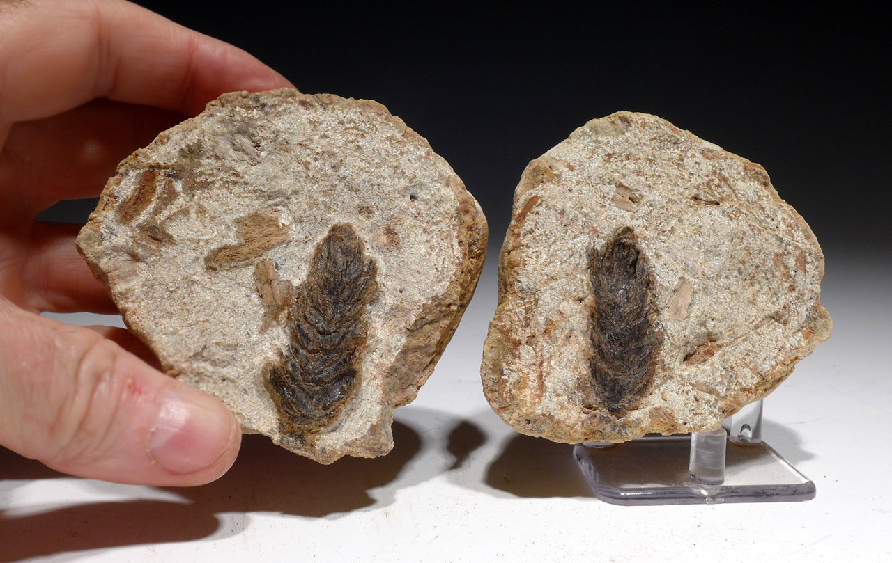 BOTH HALVES LARGE OLIGOCENE FOSSIL PINE CONE IN CONCRETION FROM BAD KREUZNACH GERMANY *PL183