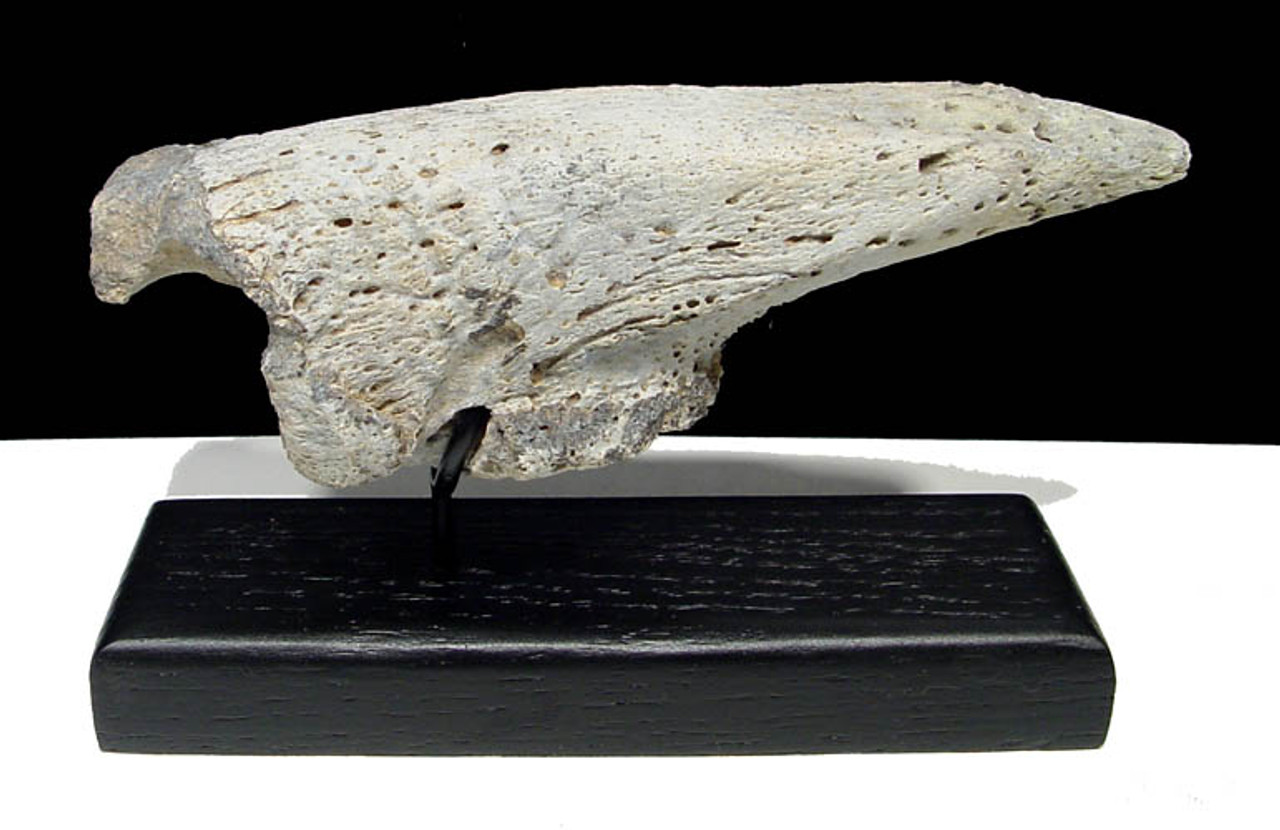 ULTRA RARE HUGE 6.2 INCH LESTODON FOSSIL GIANT SLOTH CLAW *LM3-025