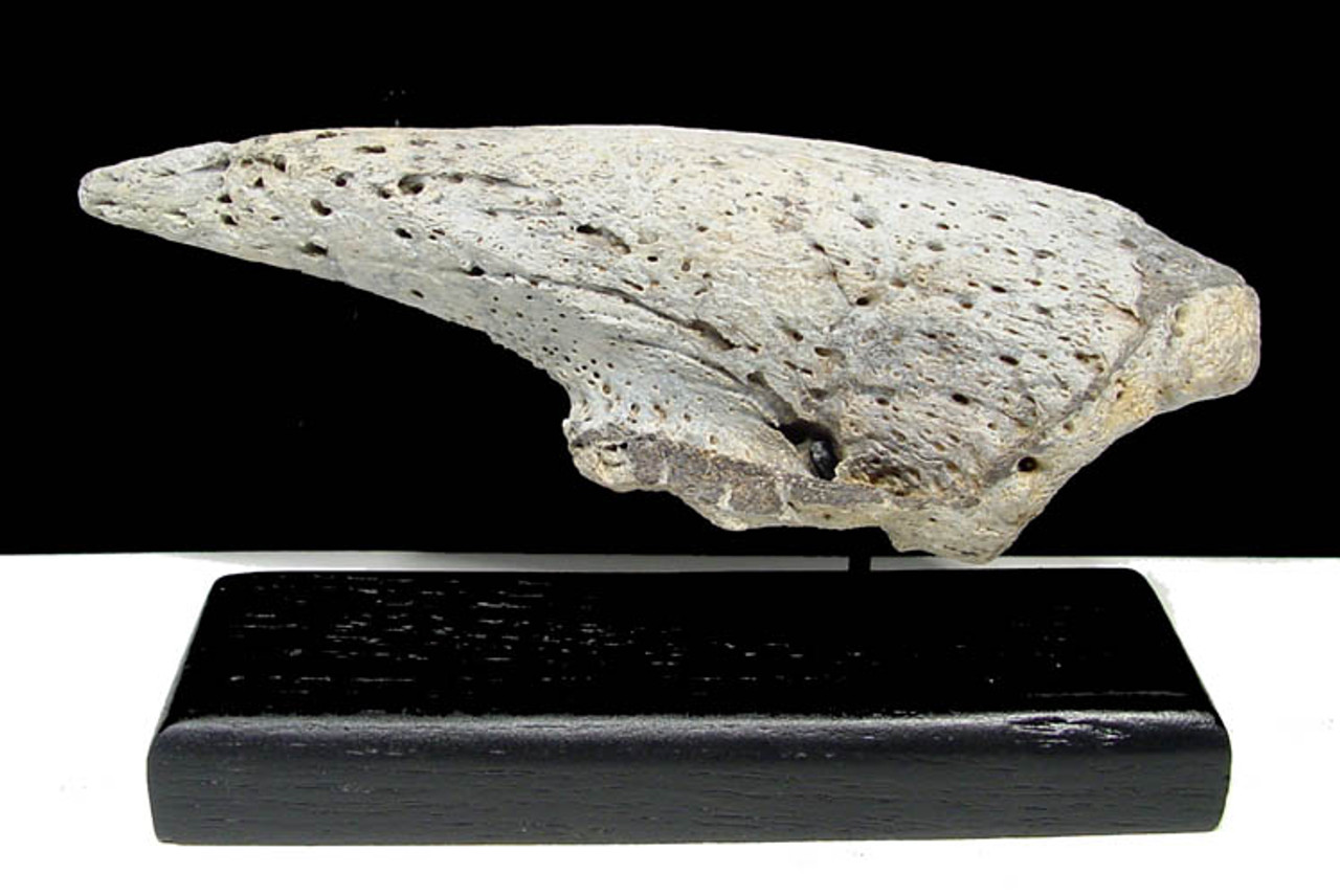 ULTRA RARE HUGE 6.2 INCH LESTODON FOSSIL GIANT SLOTH CLAW *LM3-025