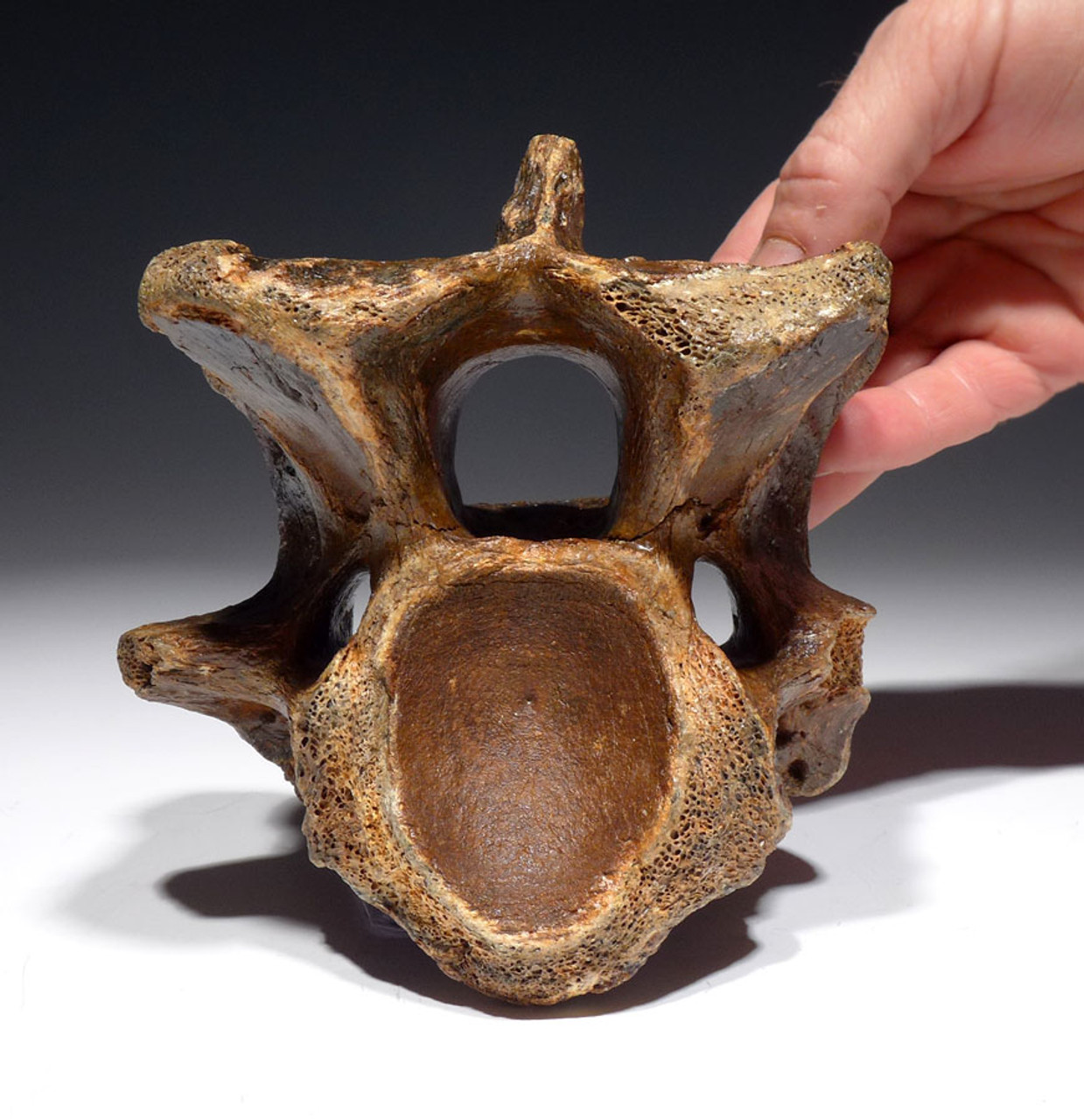 AUROCHS ICE AGE FOSSIL VERTEBRA