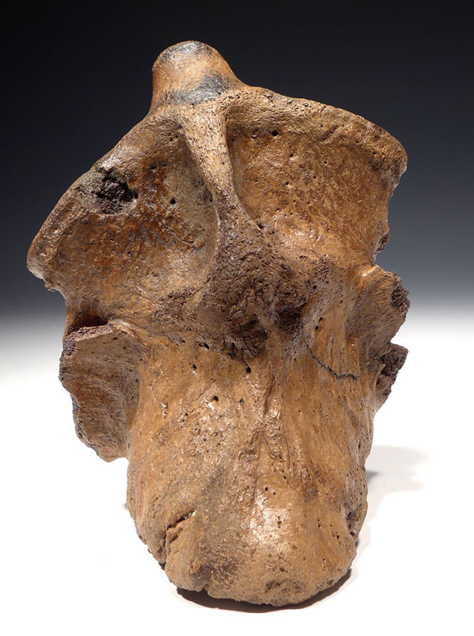 SCIENTIFICALLY PUBLISHED WOOLLY RHINOCEROS RHINO TWO FUSED NECK VERTEBRAE WITH SEVERE PATHOLOGICAL DEFORMITY *LMX110