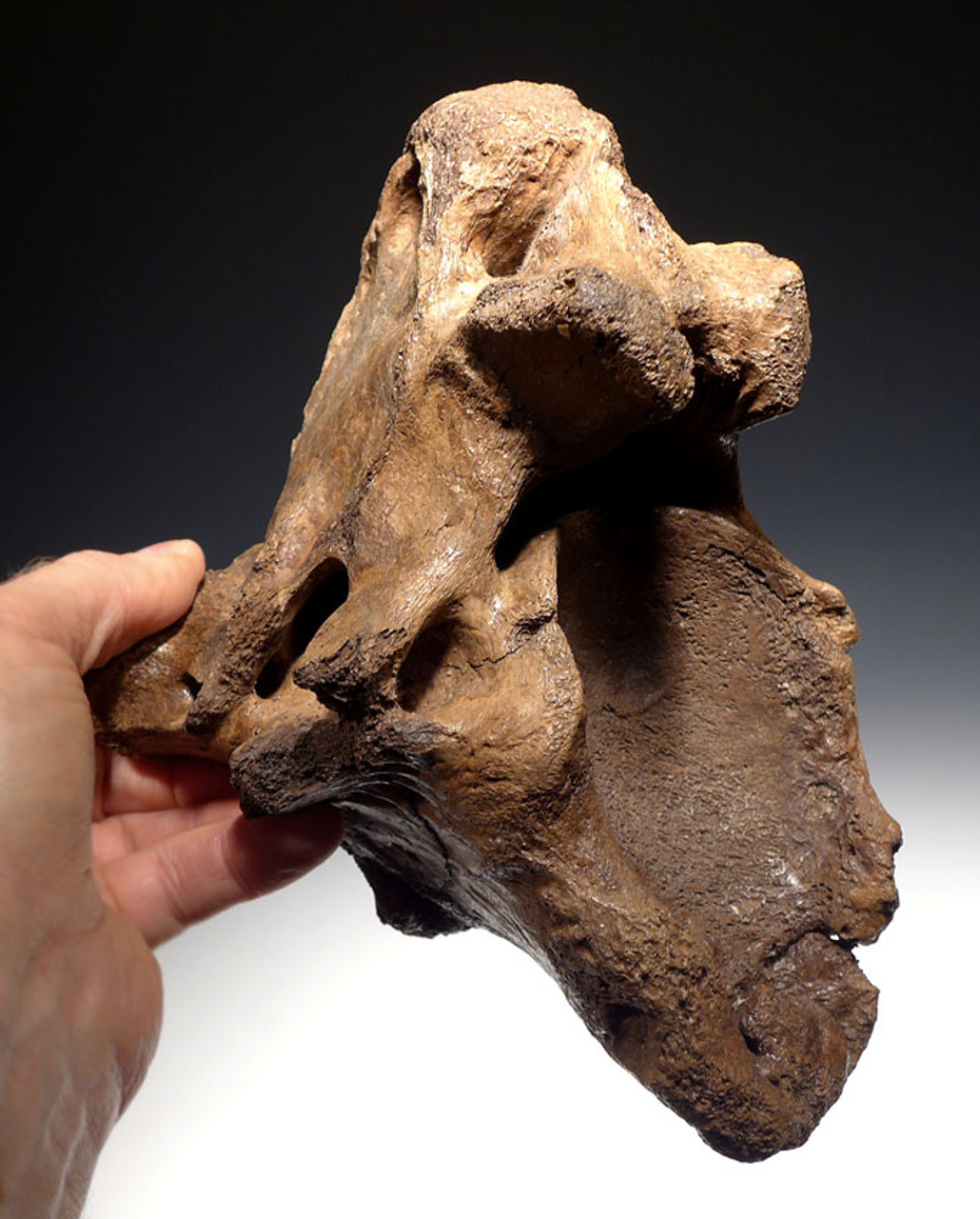 WOOLLY RHINOCEROS RHINO DEFORMED FOSSIL VERTEBRA PATHOLOGY