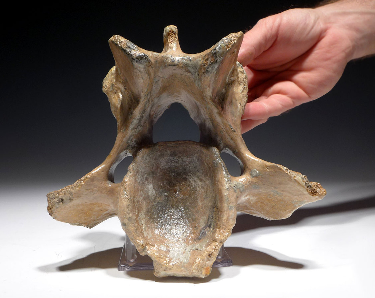 LARGE SUPERB WOOLLY RHINOCEROS FOSSIL RHINO CERVICAL NECK VERTEBRAE *LMX204