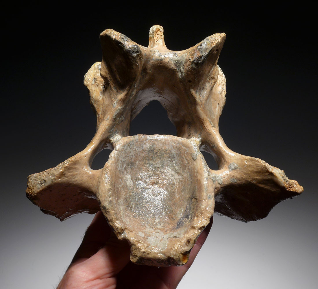 LARGE SUPERB WOOLLY RHINOCEROS FOSSIL RHINO CERVICAL NECK VERTEBRAE *LMX204