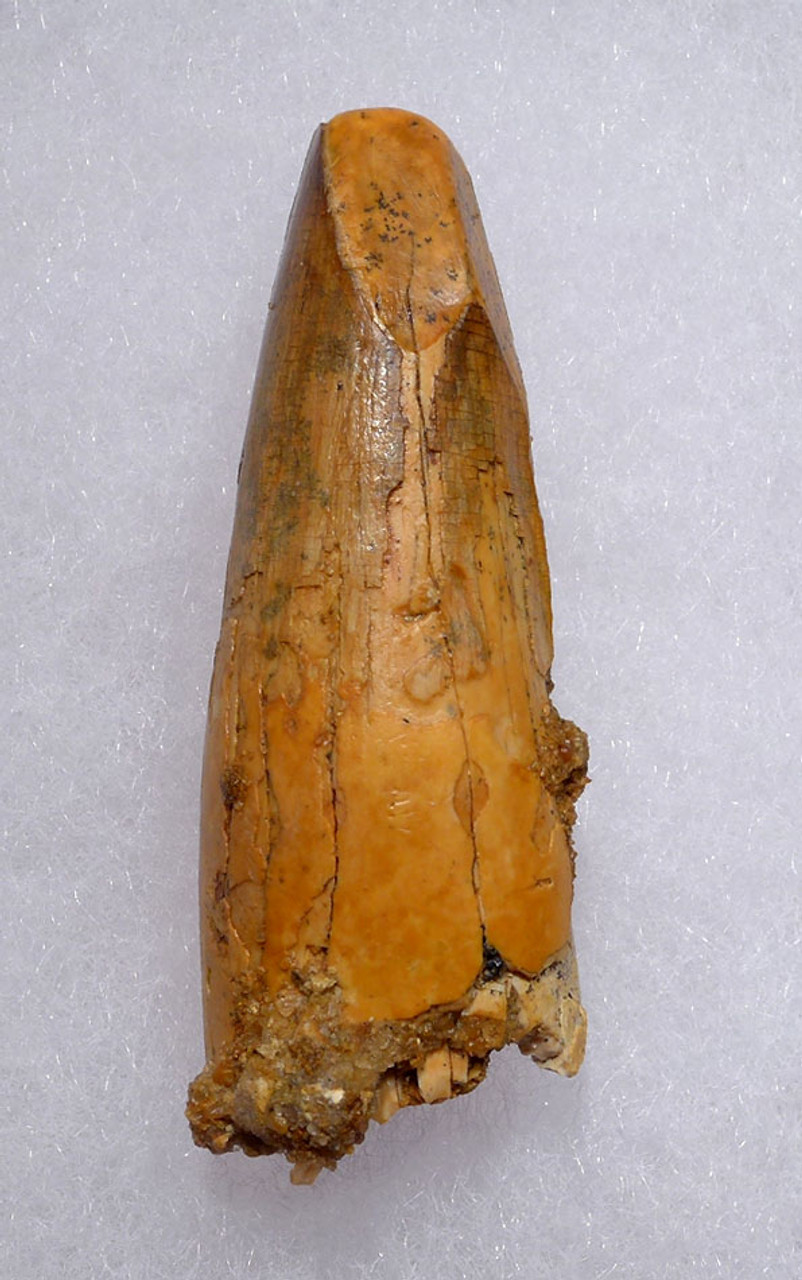 UNBROKEN SPINOSAURUS DINOSAUR 2 INCH FOSSIL TOOTH *DT5-413