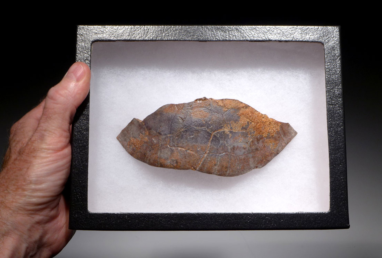 EXTREMELY RARE PARTIAL CARAPACE SHELL OF A DINOSAUR ERA TURTLE HAMADACHELYS FROM NORTH AFRICA *TUR001