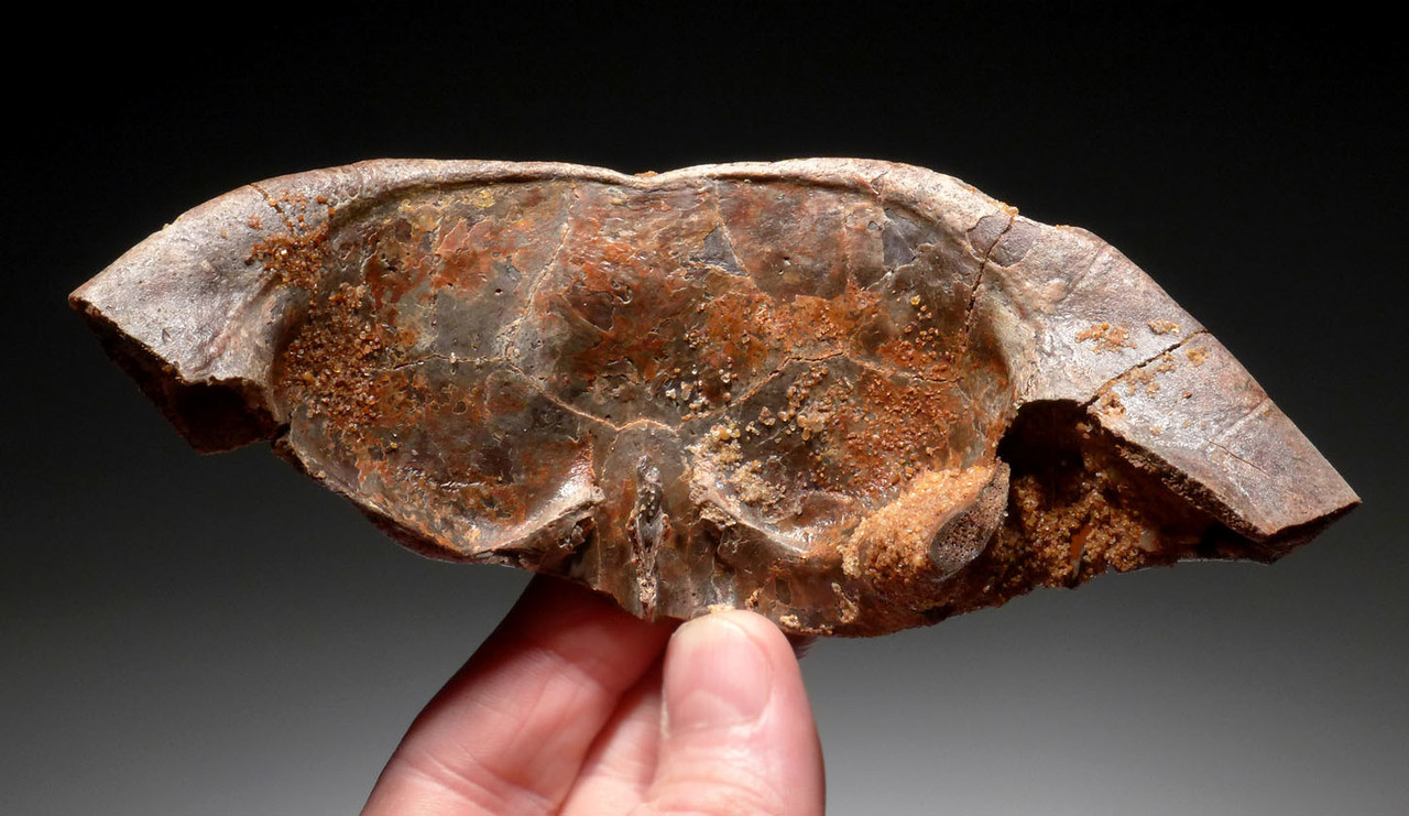 EXTREMELY RARE PARTIAL CARAPACE SHELL OF A DINOSAUR ERA TURTLE HAMADACHELYS FROM NORTH AFRICA *TUR001