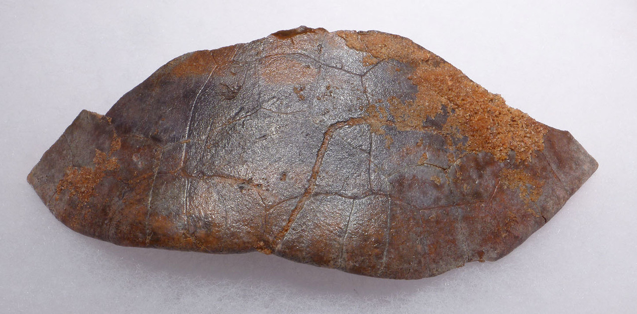 EXTREMELY RARE PARTIAL CARAPACE SHELL OF A DINOSAUR ERA TURTLE HAMADACHELYS FROM NORTH AFRICA *TUR001