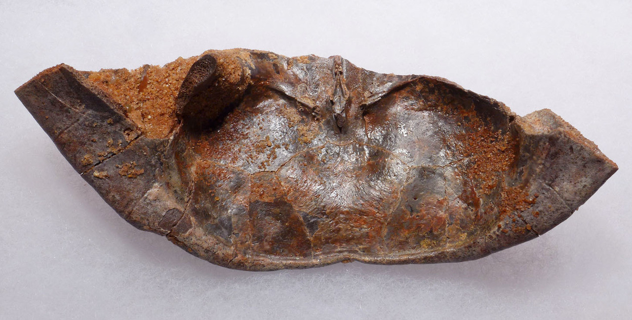 EXTREMELY RARE PARTIAL CARAPACE SHELL OF A DINOSAUR ERA TURTLE HAMADACHELYS FROM NORTH AFRICA *TUR001