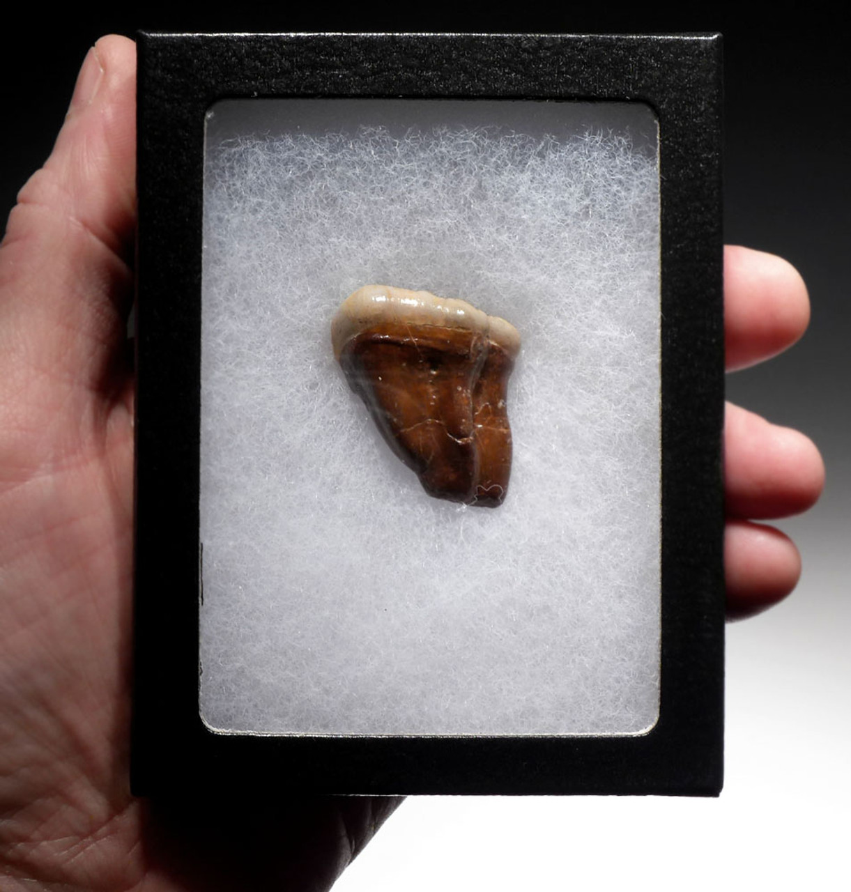 CAVE BEAR FOSSIL MOLAR WITH TOOTH DECAY FROM THE FAMOUS DRACHENHOHLE DRAGONS CAVE IN AUSTRIA *LMX242
