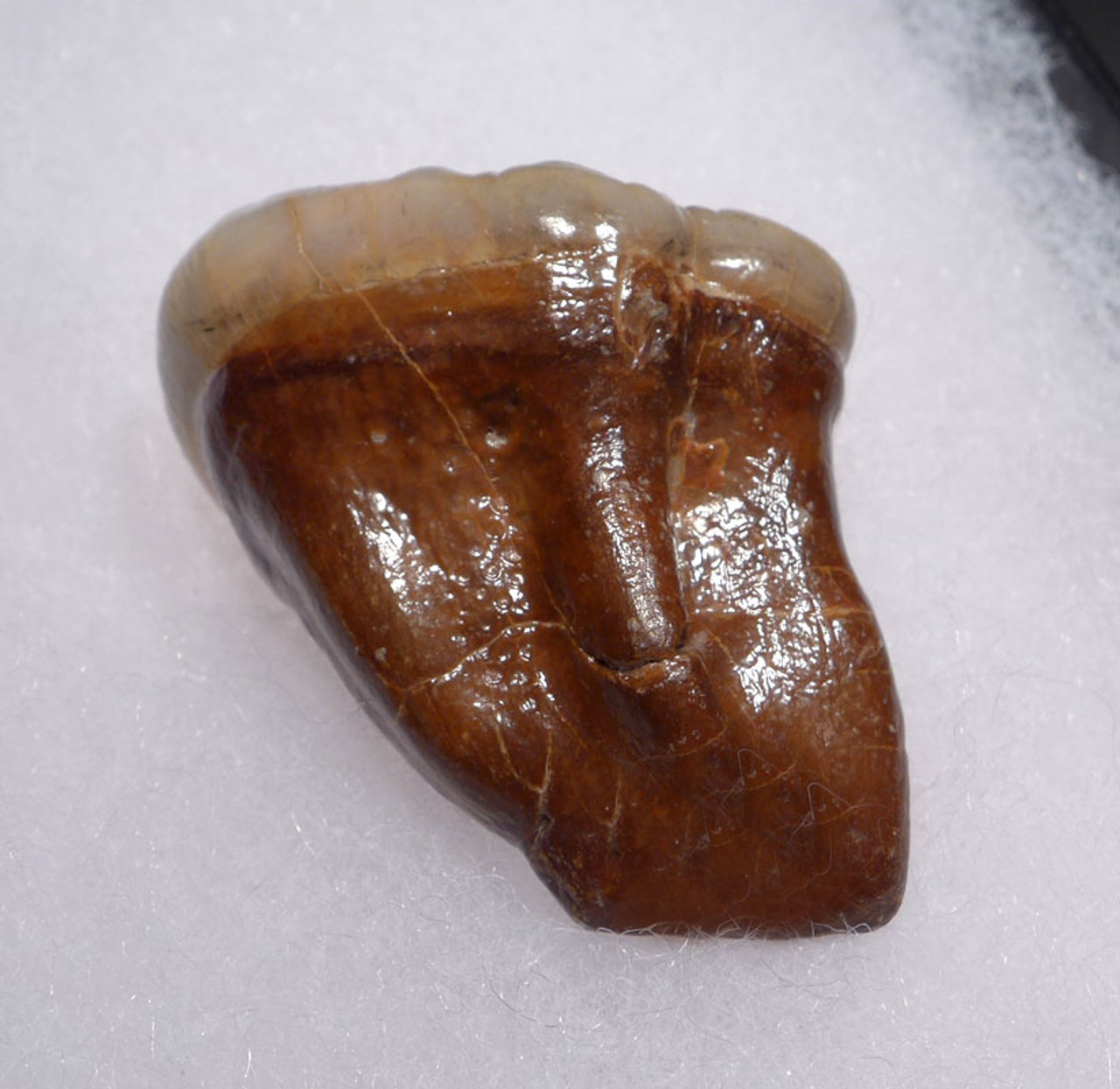 CAVE BEAR FOSSIL MOLAR WITH TOOTH DECAY FROM THE FAMOUS DRACHENHOHLE DRAGONS CAVE IN AUSTRIA *LMX242