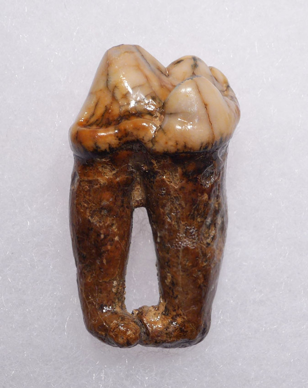 SUPERB AUSTRIAN CAVE BEAR FOSSIL PREMOLAR TOOTH WITH FULL ROOT FROM THE FAMOUS DRACHENHOHLE DRAGONS CAVE *LMX238