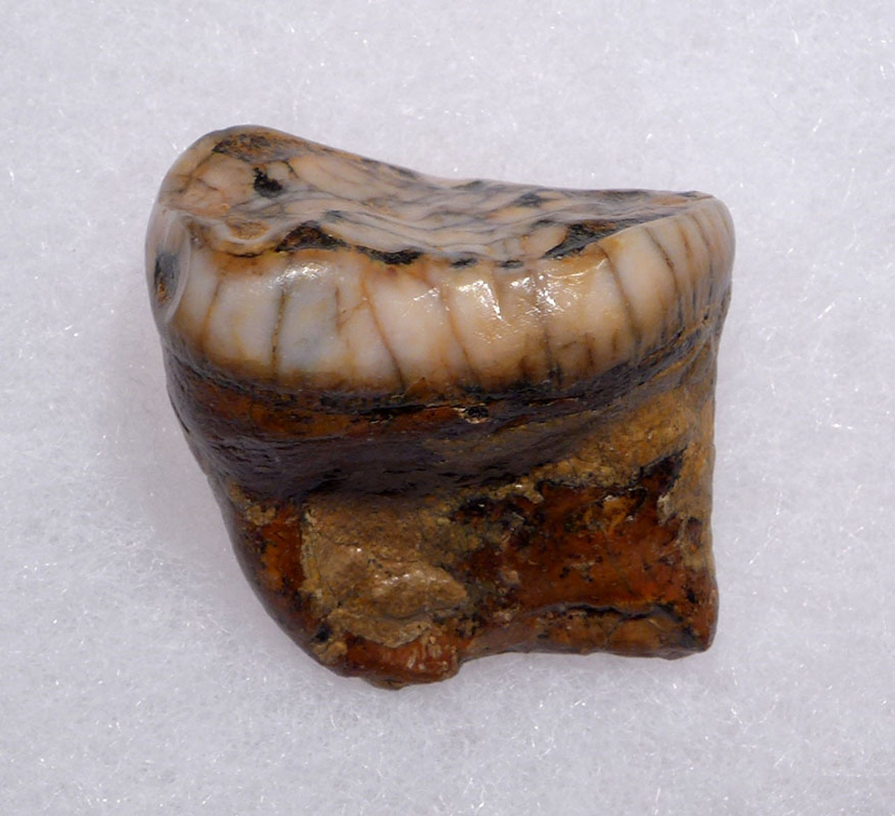 CAVE BEAR MOLAR TOOTH