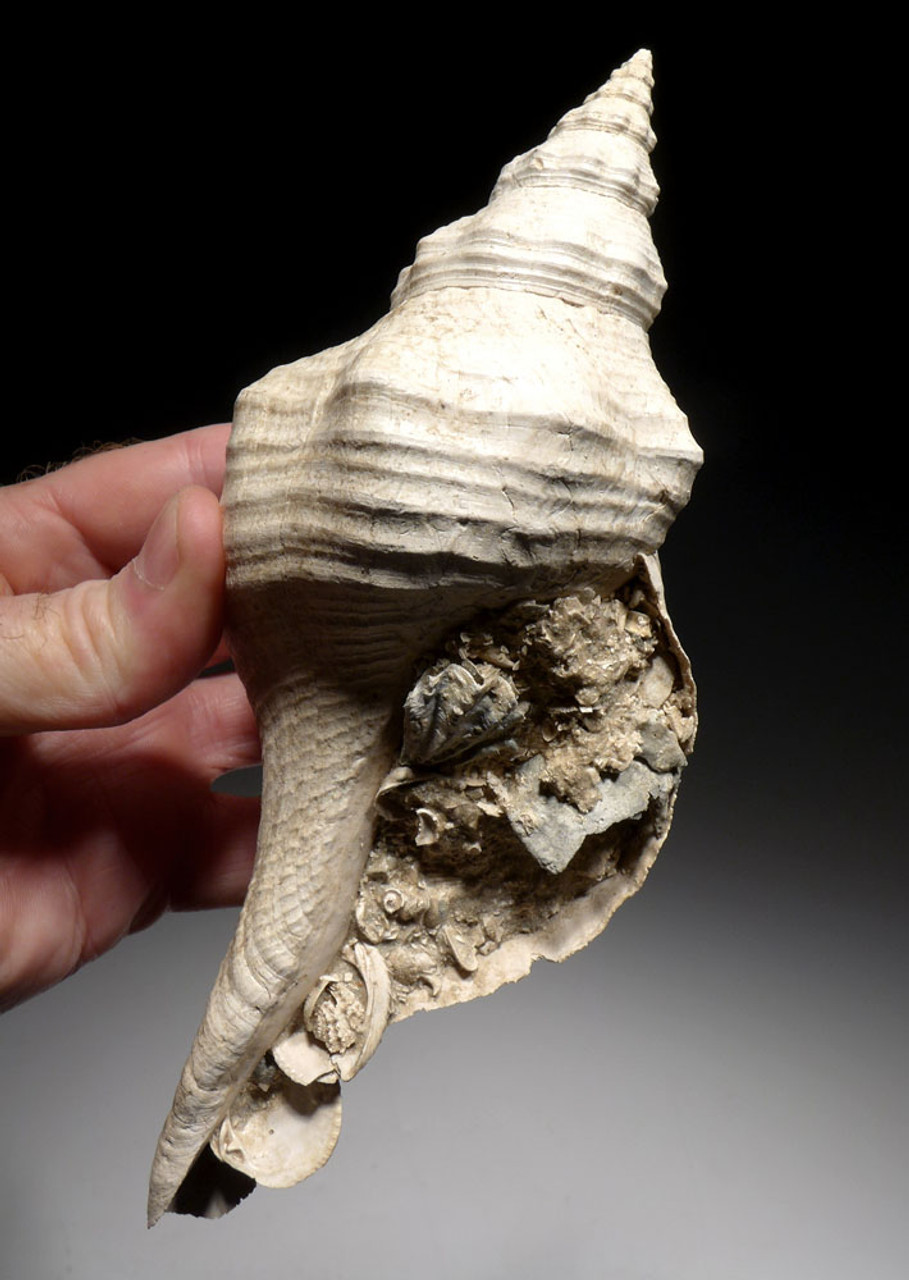 FOSSIL HORSE CONCH SEA SNAIL SHELL TRIPLOFUSUS WITH ORIGINAL SHELL PIT MATRIX *GA056