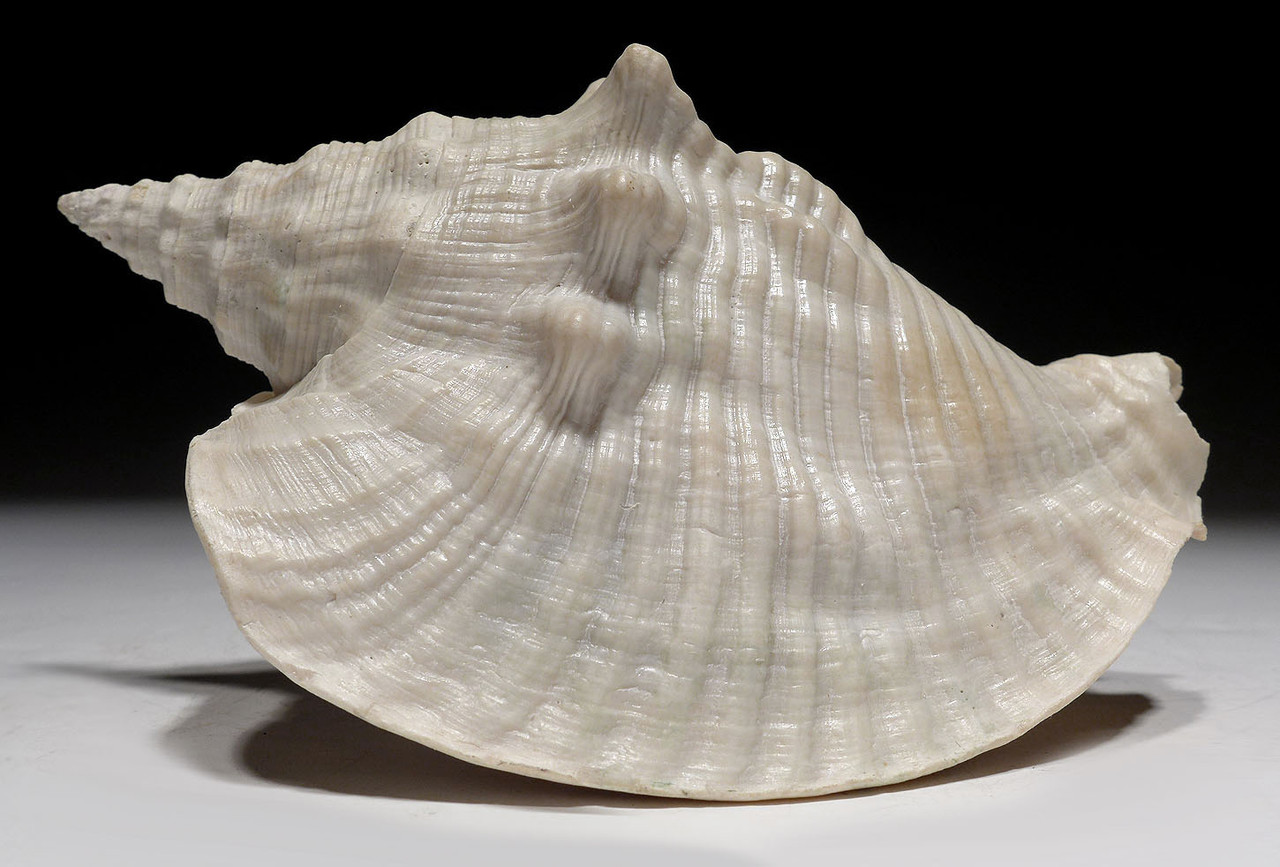 FINEST POSSIBLE PREHISTORIC MACROSTROMBUS SCOTTI SEA SNAIL FOSSIL CONCH SHELL FROM THE PLIOCENE *GA059