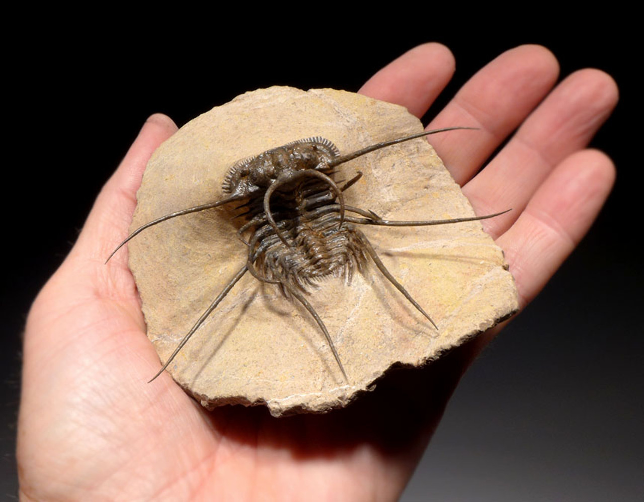 UNUSUALLY LARGE CERATONURUS SPINY TRILOBITE WITH EXPOSED SPINES *TRX325