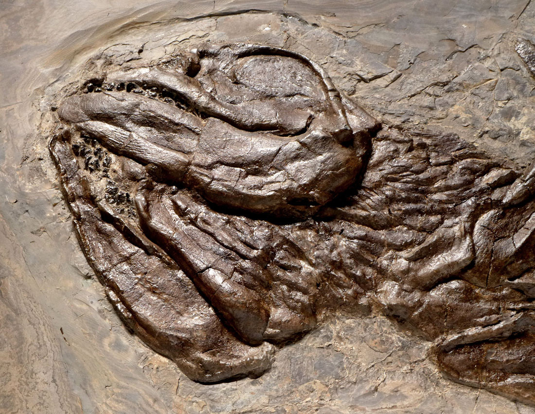 ORTHACANTHUS LEBACHACANTHUS SHARK PERMIAN PREDATION FOSSILS