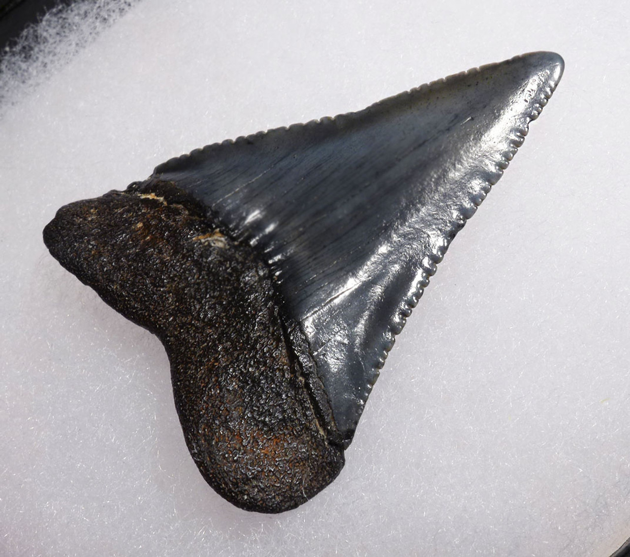 FOSSIL 1.85 INCH GREAT WHITE SHARK TOOTH FROM THE MIOCENE PLIOCENE PERIOD *SHX063