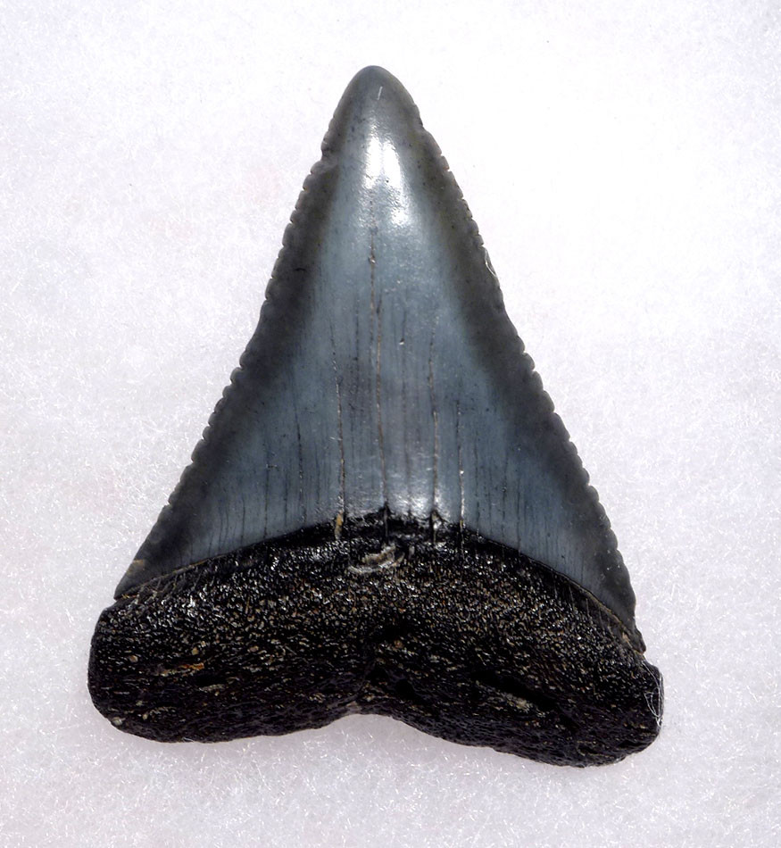 GREAT WHITE SHARK FOSSIL TOOTH FOR SALE