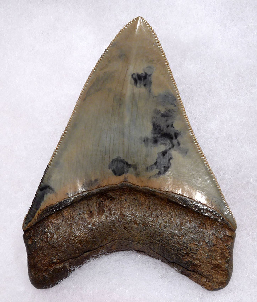 TOP COLLECTOR GRADE 3.75 INCH MEGALODON FOSSIL SHARK TOOTH WITH UNIQUE ENAMEL PATTERNS *SH6-378