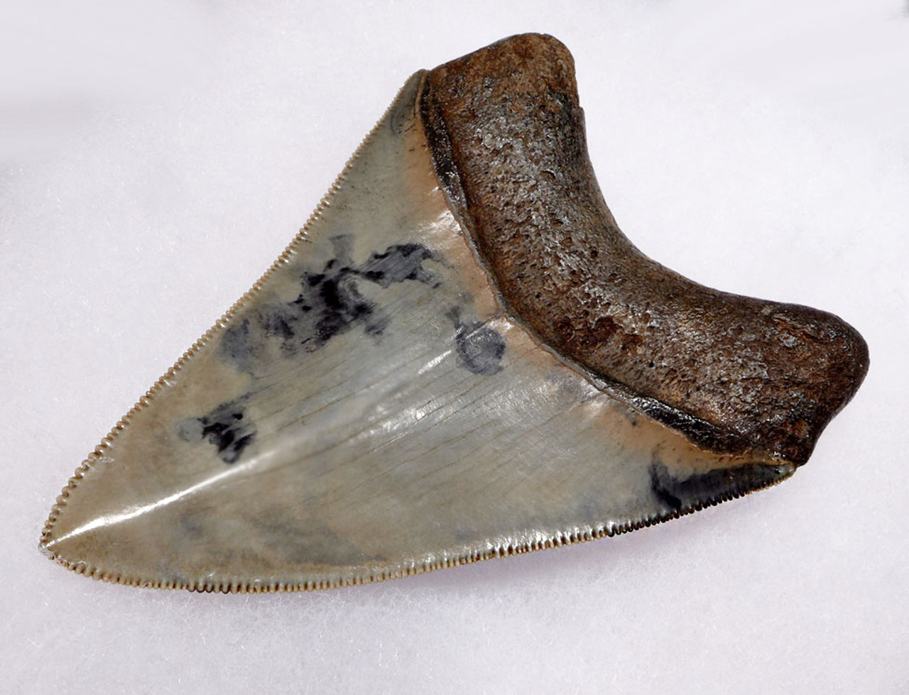 TOP COLLECTOR GRADE 3.75 INCH MEGALODON FOSSIL SHARK TOOTH WITH UNIQUE ENAMEL PATTERNS *SH6-378